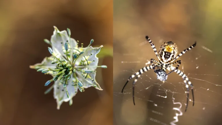 Macro Photography Tips For Beginners: 15 Easy Ways to Take Sharper Photos