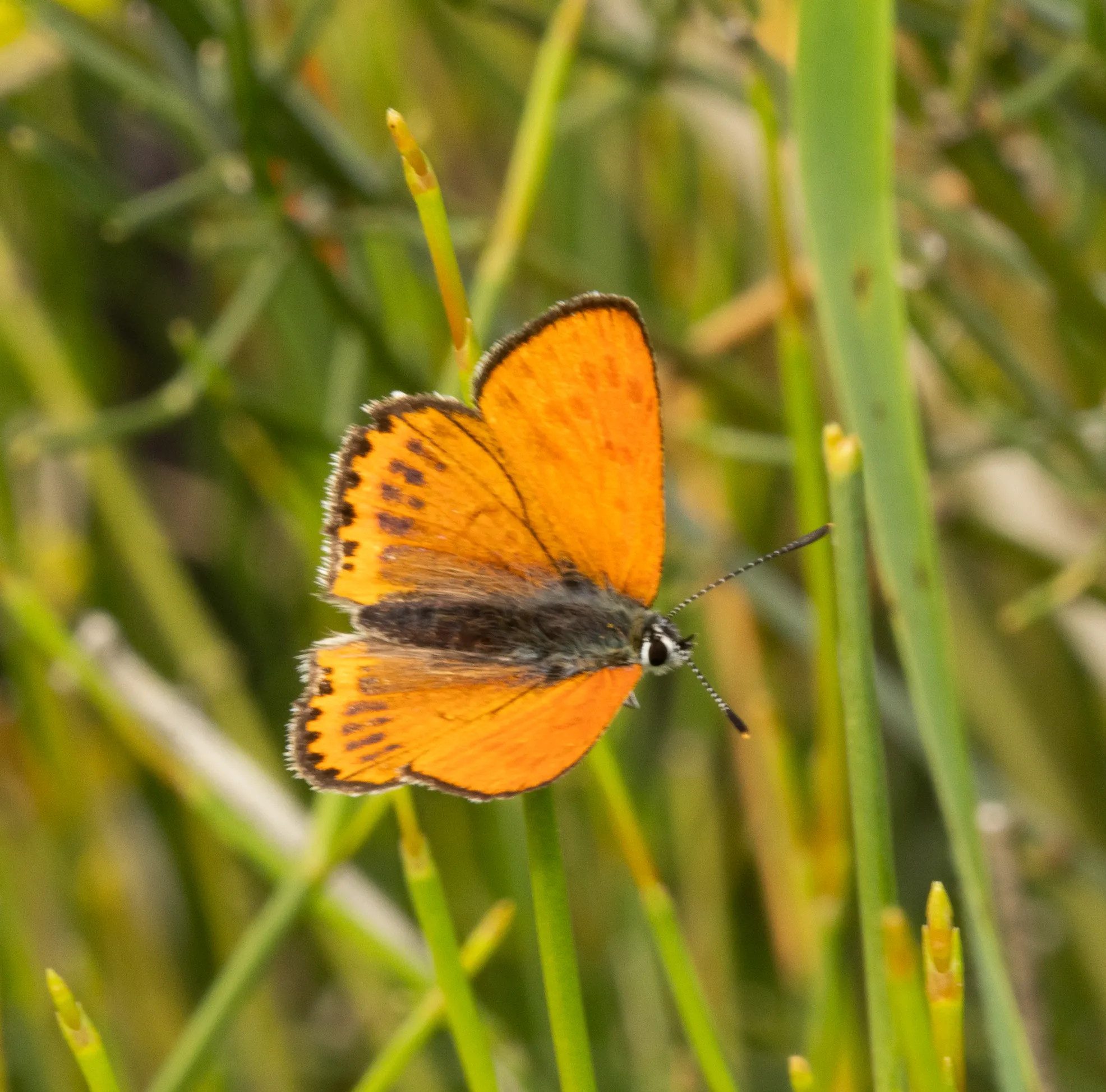 Macro photography tips