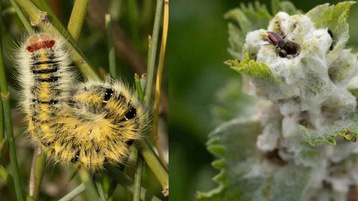 Macro Photography Tips