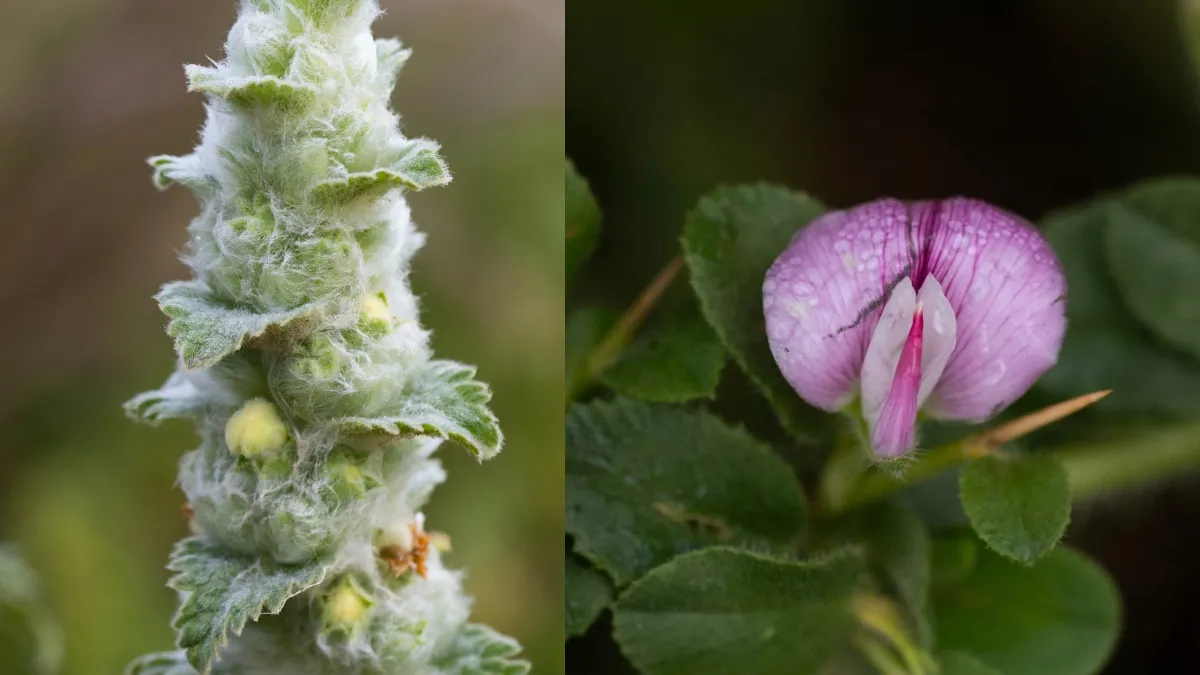 Macro Photography Tips