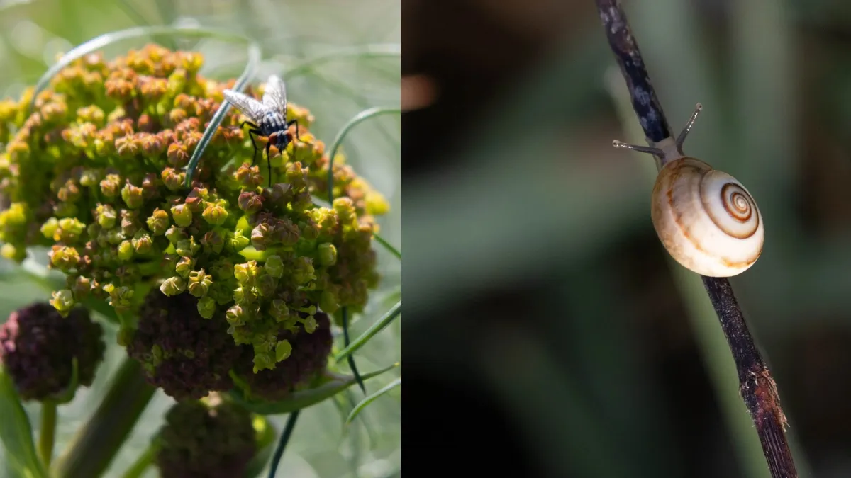 Macro Photography Tips