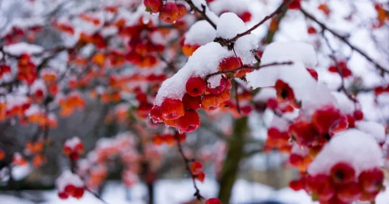 winter photography