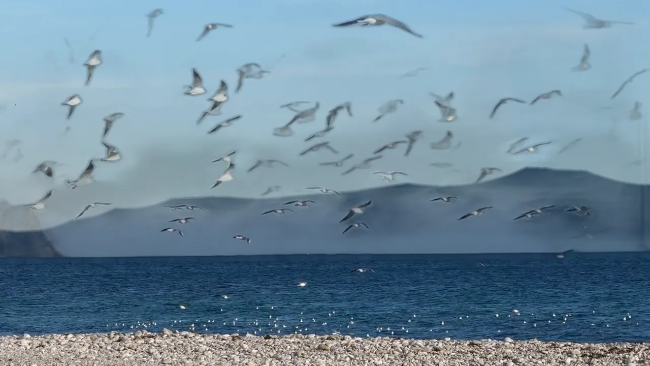 Motion Sequence Tracker - Birds